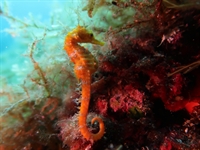 established dive center prime - 2