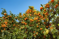 prime hotel opportunity marbella - 2
