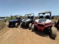 established buggy tour business - 3