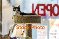 reputable pet shop with - 1
