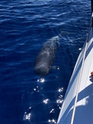 yacht excursion company tenerife - 3