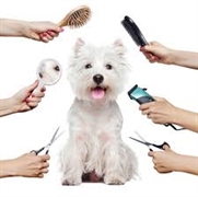 established dog groomers san - 1