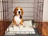 pet delivery costa blanca